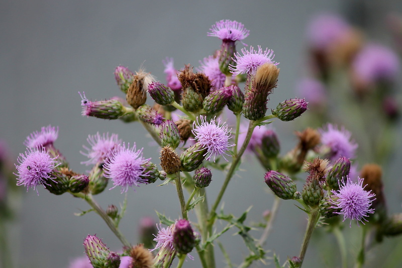bloom, herb, focus on foreground, beauty in nature, acker thistle, violet, plant, cirsium arvense, flower, freshness, flowering plant, petal, growth, pink color