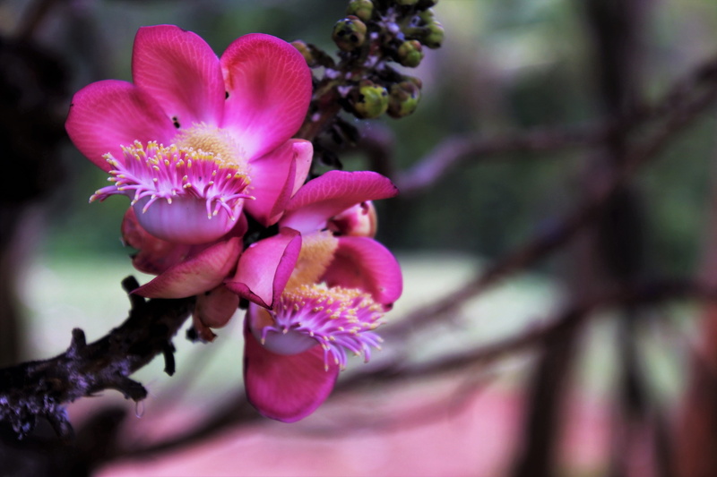 no people, selective, exotic, the freshness, model, at the court of, full bloom, 5K, petals, flower cup, plant, photography, alive, close-up, floral, petal