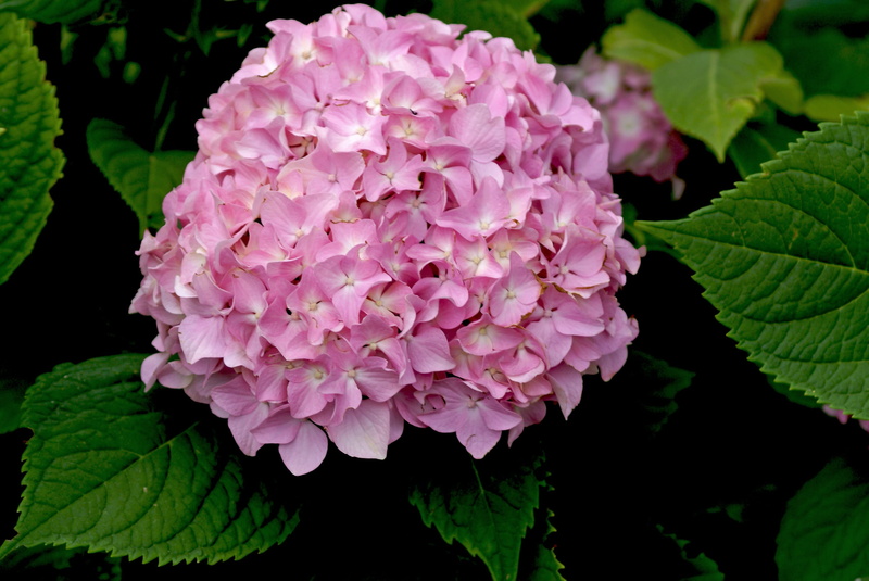 beauty in nature, day, growth, georgia, pink color, summer, full bloom, wielokwiatowe, garden, flowers, the multiannual, lilac, flower, crisp, close-up