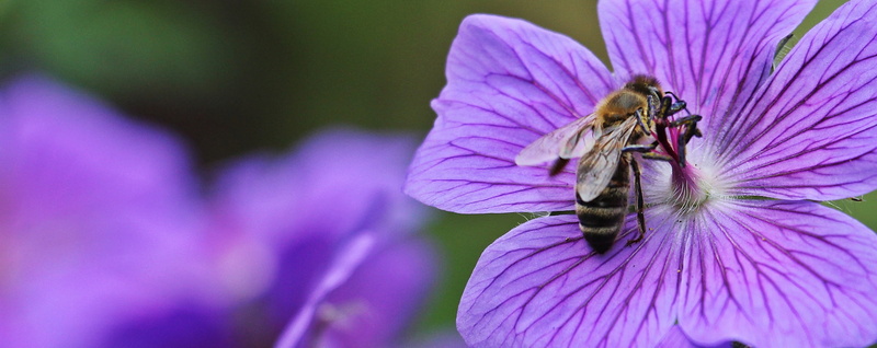 fragility, flowering plant, bedding plant, blue blossom, vulnerability, animals in the wild, focus, animal themes, spring, bee, freshness, garden plant