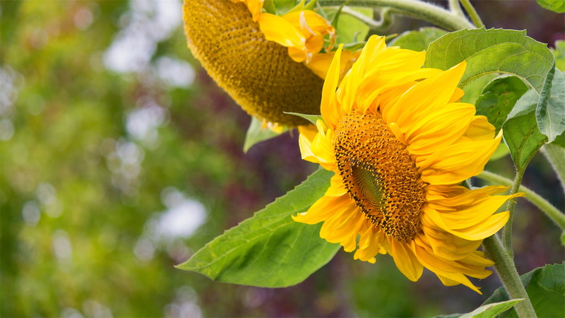 sunflowers, plant, full, springtime, photography, growth, yellow, freshness, no people, vulnerability, flowering plant, inflorescence, flower head, 2K