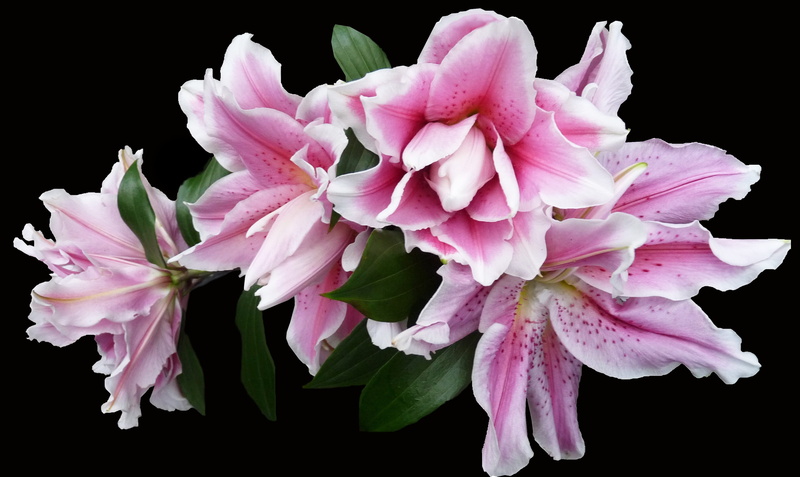 pink, indoors, softness, flower head, black background, studio shot, nature, inflorescence, pollen, bouquet, full bloom, lily, petal, freshness, close-up