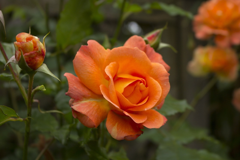 nature, rose, flower, flowering plant, day, growth, freshness, botany, fragility, rose - flower, garden, orange color, vulnerability, focus on foreground