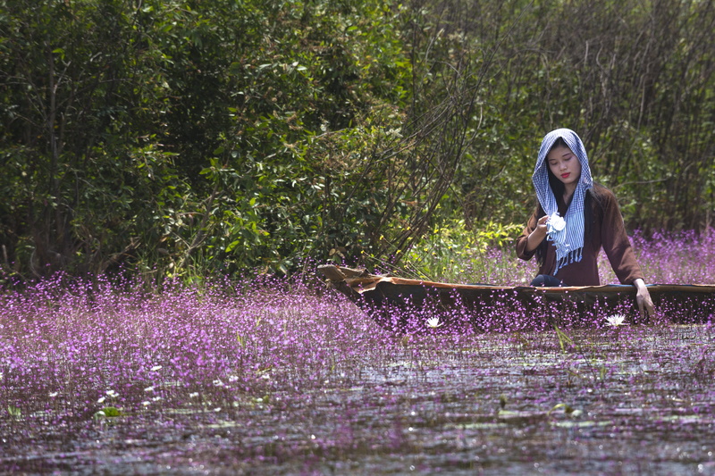 rolling purple plant, background, sunlight, eat, province, leisure activity, wild, close-up, women, natural, woman, united, lovely, vietnam, lifestyles