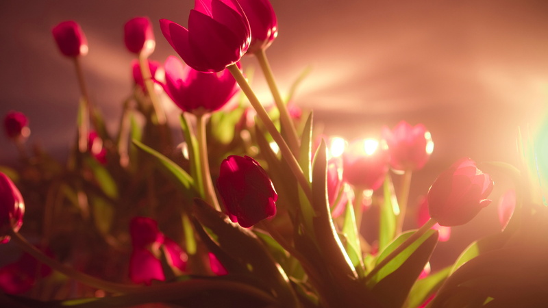 photography, bloom, macro, 4K, tulips, flower, shot, February 14, purple, red, full, Valentines Day, 4k