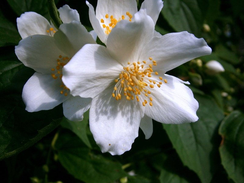 flowering plant, no people, petal, fragrance, plant, selective, bauer jasmin, macro, vulnerability, springtime, beauty in nature, freshness, ornamental shrub