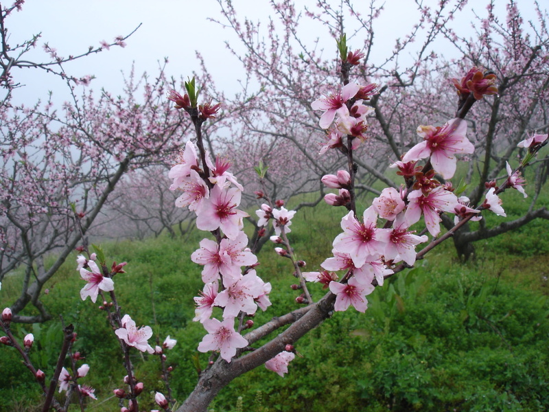 cherry tree, 1080P, growth, vulnerability, branch, blossom, nature, botany, beauty in nature, plant, fragility, day, pink color, in full bloom, no people