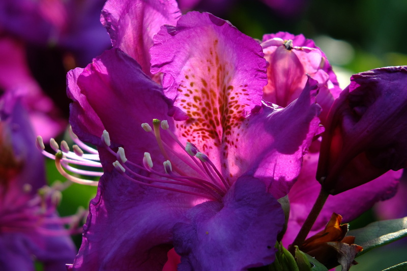blossom, iris - plant, flower, contrast, day, focus, spring, bright colours, bright, bouquet, focus on foreground, flower arrangement, close-up, decorative