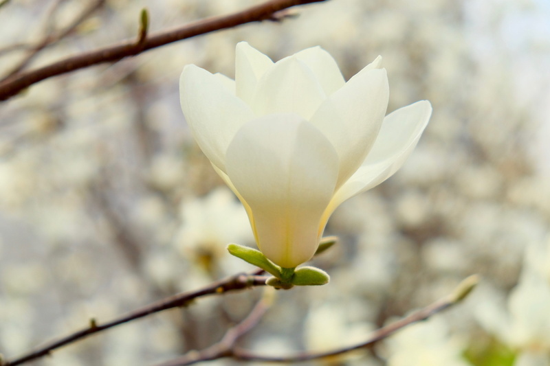 spring, white color, flower head, growth, tree, nature, plant, day, close-up, vulnerability, 4K, fragrance, flower, outdoors, petal, no people, gold magnolia