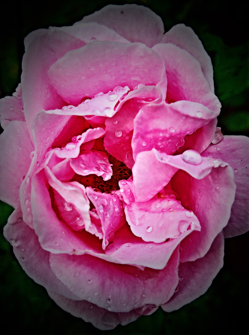 flowering plant, pink, close-up, 2K, vulnerability, rose - flower, no people, close, raindrop, freshness, delicate petals, drop, rose, nature, beauty in nature