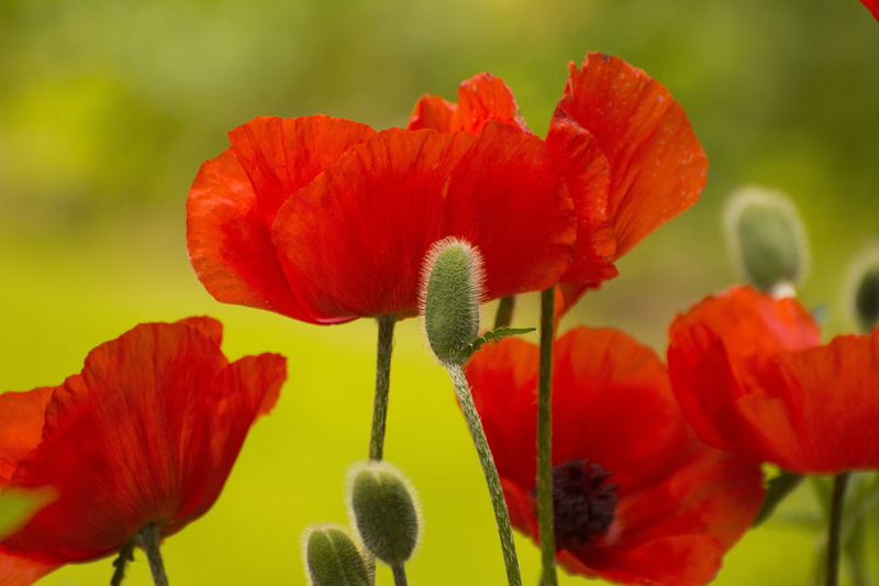 plant, fragility, petal, flower, full bloom, photography, focus, springtime, bud, poppy, 5K, spring, vulnerability, day, flower head, flowers, growth