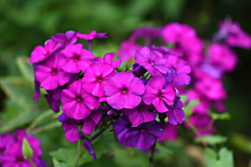 plant, flowering plant, lilac, pink color, outdoors, no people, petal, 4K, full bloom, close-up, fragility, flower head, bunch of flowers, beauty in nature
