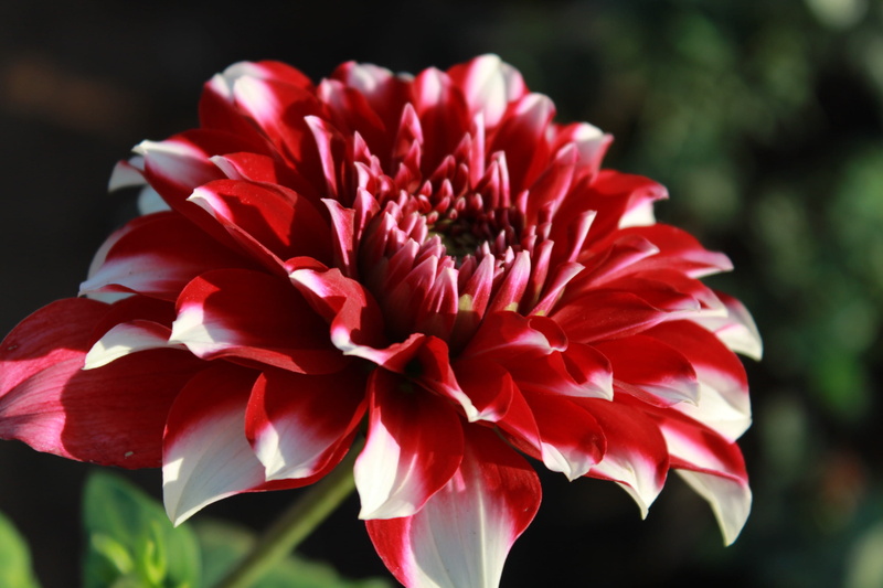 flower, petal, no people, sunlight, full, macro, vulnerability, red, growth, bloom, flower head, day, focus on foreground, outdoors, flowers, close-up
