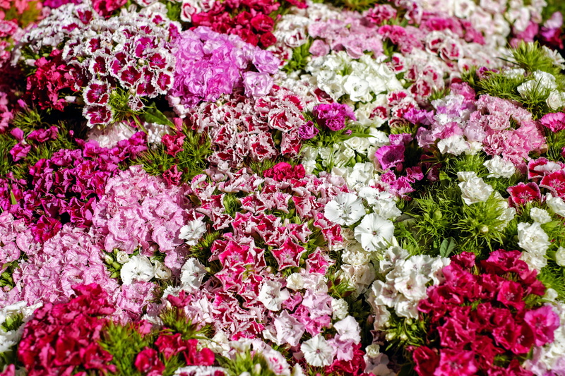 ornamental plant, pink color, flower arrangement, freshness, full frame, vulnerability, plant, flowering plant, day, high angle view, carnation family