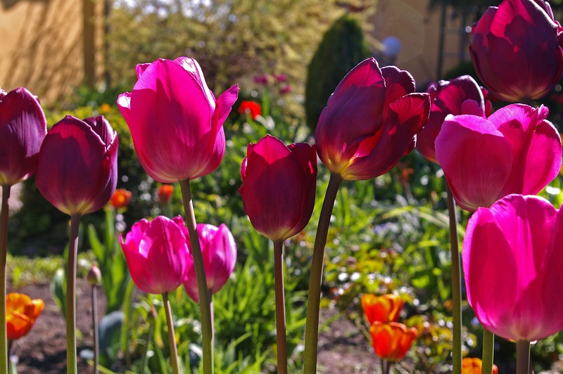 red, freshness, harbinger of spring, bright, bloom, flowers, double flowers, petals, plant, inflorescence, colorful, flowering plant, flower garden, exotic