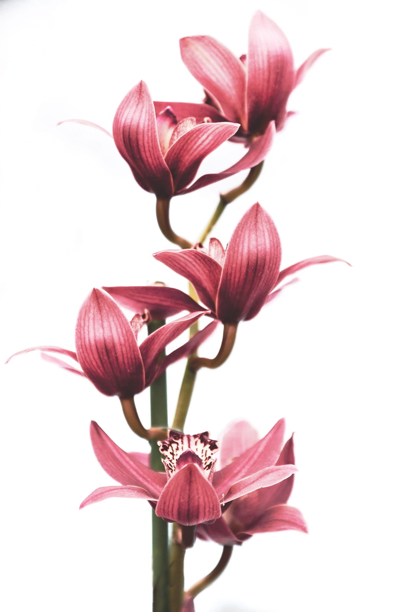petal, growth, vulnerability, flowers, flowering plant, leaf, orchid, studio shot, pink color, fragility, bloom, close up, isolated, indoors, 4K, lily
