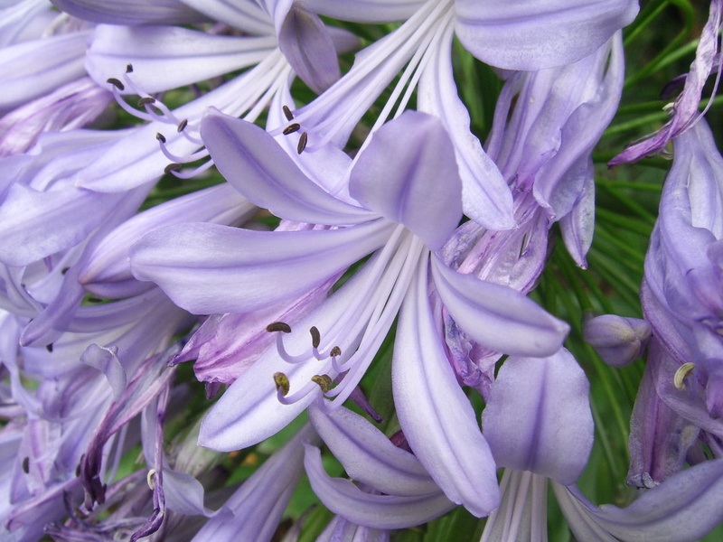 Purple, flowering plant, bright, day, vibrant, close-up, fragility, inflorescence, springtime, harmony, fragile, bud, no people, freshness, beauty in nature