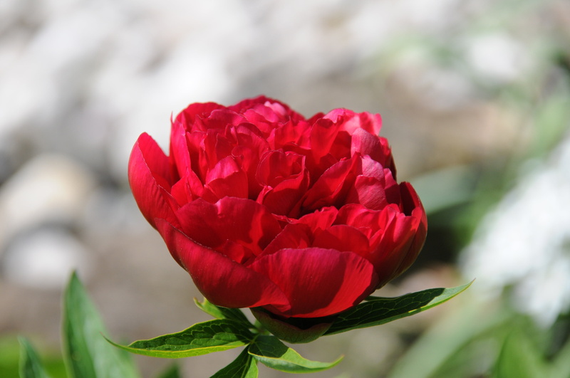 flower, fragility, flower garden, rose - flower, garden, inflorescence, flower head, bursting, summer, blossom, flowerbed, rose, peony, vulnerability, red