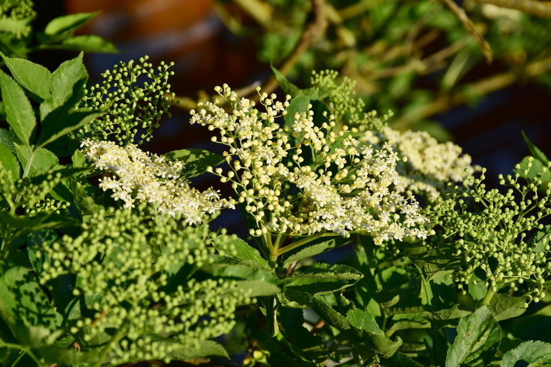no people, selective focus, nature, canning, wellbeing, bloom, day, vegetable, flowers, growth, leaf, heyday, outdoors, close-up, food, elderberry fritters