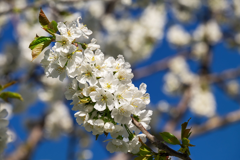 kaiserstuhl, frühlingsanfang, no people, nature, spring, cherry blossom, flowering time, day, full bloom, growth, focus on foreground, white splendour