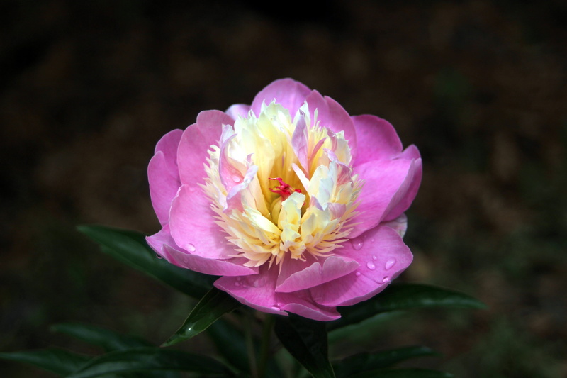 pollen, vulnerability, plants, 5K, outdoors, springtime, focus on foreground, korean peony, freshness, close-up, pink color, petal, growth, peonies, peony flowers