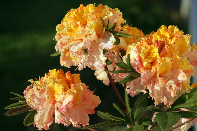 summer, leaf, garden flowers, orange, 5K, focus on foreground, the sun, close-up, rhododendron, fragility, vulnerability, beauty in nature, nature, plant
