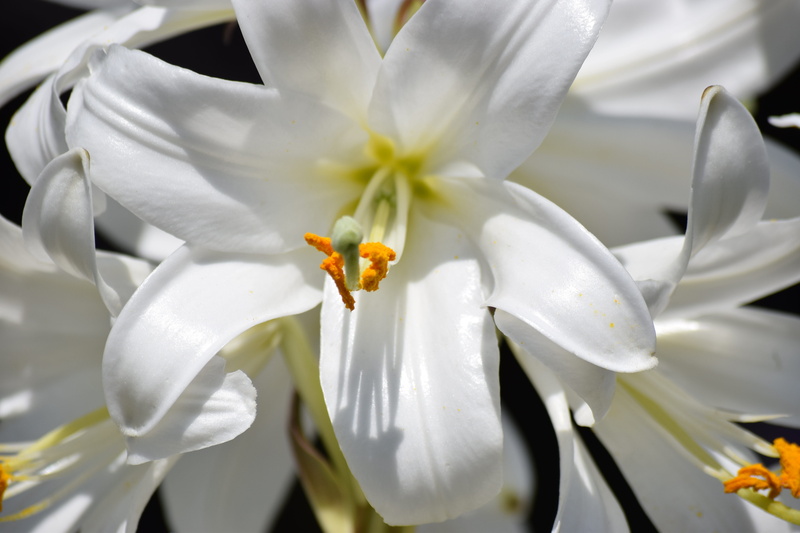 bloom, white, flowering plant, inflorescence, 5K, day, nature, innocent, vulnerability, snow white, petaled, flower, beauty in nature, blossom, garden