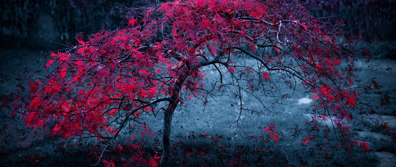 tranquility, freshness, springtime, red, tree, trees, grass, filter, autumn, branch, change, flowering plant, plant, nature, 2K, no people, flower, day