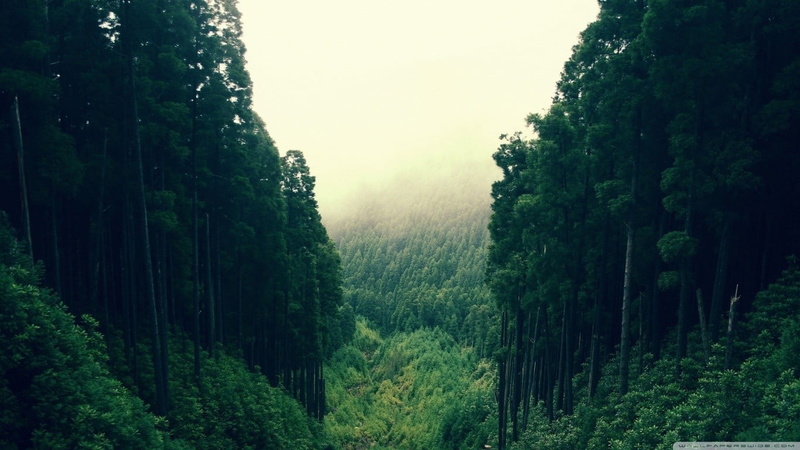 beauty in nature, day, land, plant, green, forest, rainforest, leafed, no people, tranquil scene, growth, outdoors, green color, environment, lush foliage