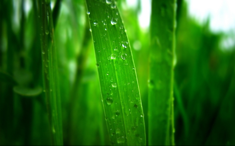 Morning, green, early, Dew, Grass, 1080P, plant