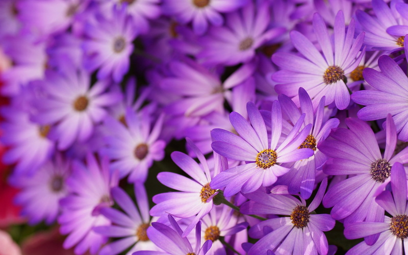 1080P, Flowers, Daisies, Petals, Photography, Macro, Purple