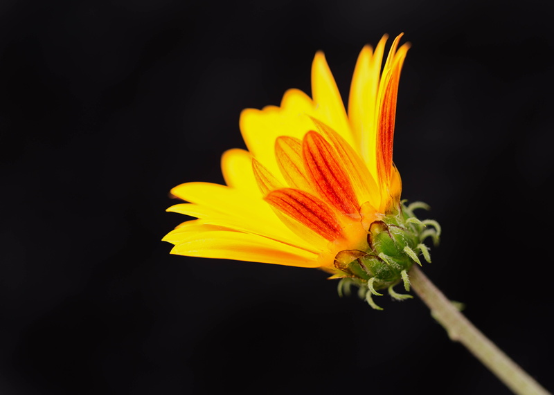 flower Head, petal, Zerene, Daisy, black, Denver Botanic Gardens, indoor, background, single Flower, floral, closeup, close-up, plant, Stacker, nature