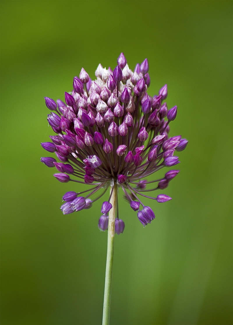 Кр, flower, garlic, Anlage, Natur, macro shot, flora, Primorsko, purple, priroda, природа, Приморско, Лук, лук, Allium rotundum, summer, г, purple flower