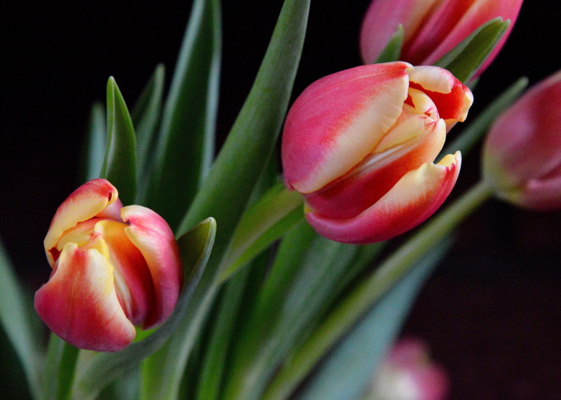 Home, Black, Petals, pink Color, macro shot, Background, Yorkshire, pink, Tulips, petal, Tulip, Tamron, Nikon D3200, Tulipa, Ripponden, Yellow, shot, flower