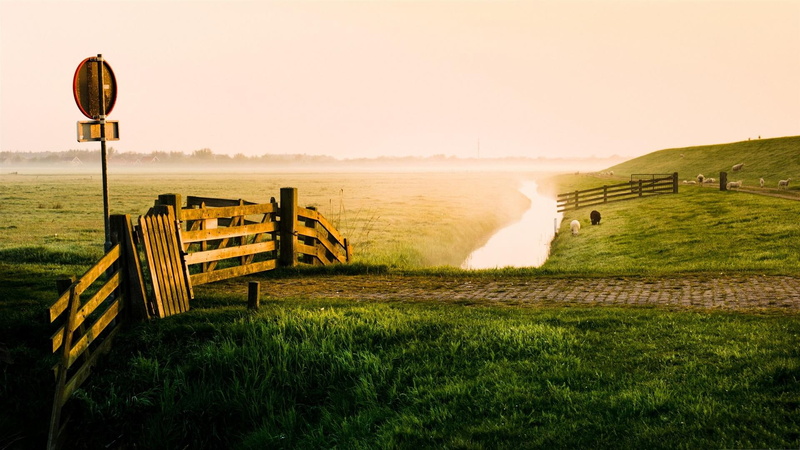 morning, grass, field, meadow, creek, early, sheep, nature and landscapes, 1080P, green, fence