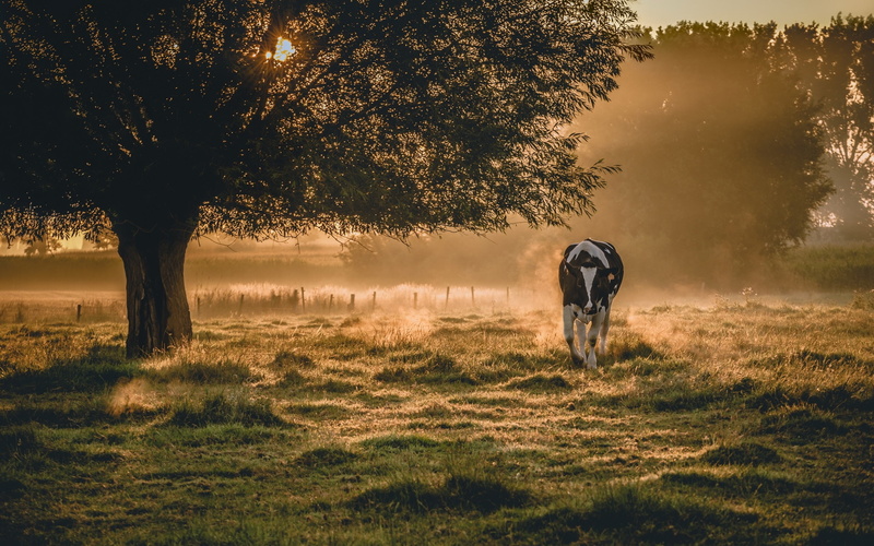 white, Cow, black, Morning, Scenery, 2K, Fog