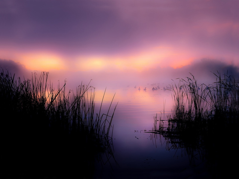 Reeds, Duck, Lake, Fog, grass, Morning, 1080P, filled