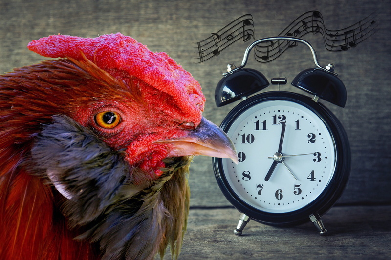 arouse, close-up, bell, beak, one animal, red ridge, morning, bird, fotoshop, colorful, black, card greeting, emotion, poultry, animal body part, beautiful