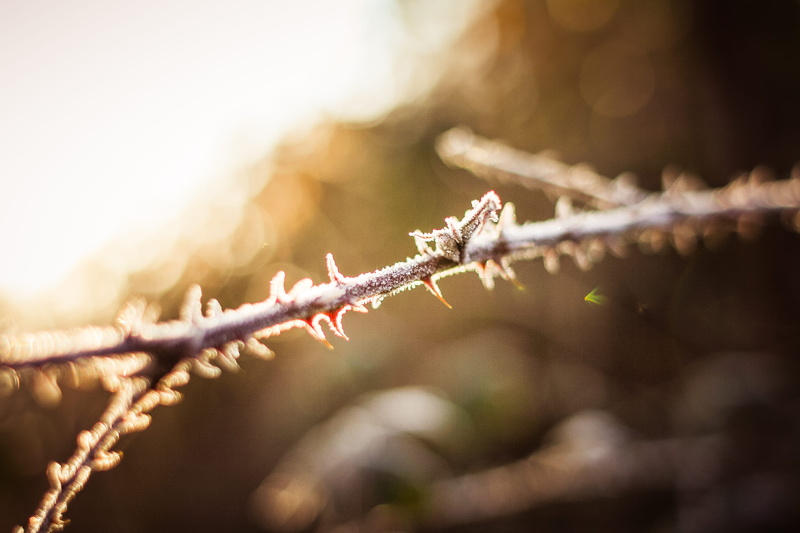 barrier, beauty in nature, winter, nature, protection, close-up, sunlight, cold temperature, cold - Temperature, boundary, dew, security, morning, Forest