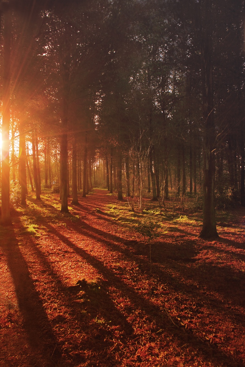 idyllic, scene, land, morning, light, sun, countryside, scenic, forest, scenics - nature, 5K, road, woodland, autumn, natural, rural, fog, travel, season