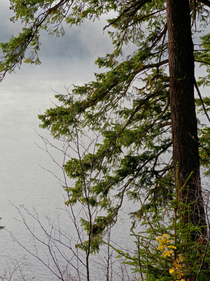 canim lake, mood, sunrise, trunk, clouds, early morning, scenery, nature, tranquility, tree trunk, british columbia, weather, landscape, countryside, morning glory