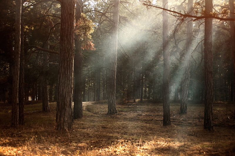sunlight, plant, road, no people, land, sunny, pine tree, sunbeams, 4K, tree, shining, environment, shine, tree trunk, forest, idyllic, fall, outdoors