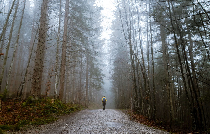 cold, frost, rear view, mood, forest path, leisure activity, nature trail, growth, direction, non-urban scene, beauty in nature, nature, land, morning