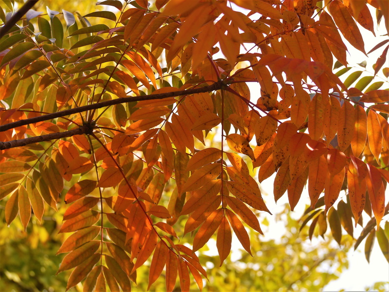 huang, fall, green, outdoors, low angle view, home, leaf, red, day, season, backgrounds, branch, gingko tree, japan, leaves, garden, 4K, plant part, autumn