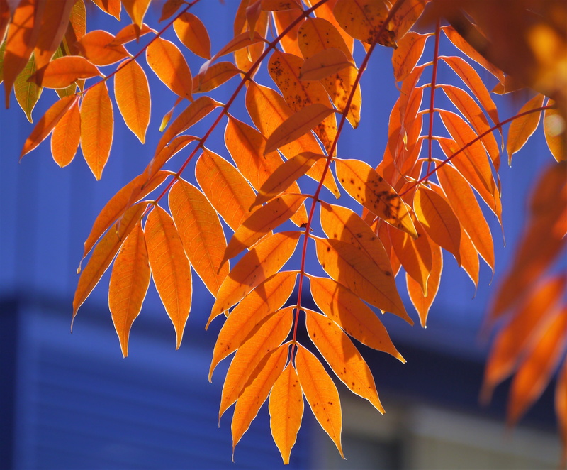 late autumn, leaves, garden, plant, outdoors, leaf, day, red, orange Color, maple leaf, vulnerability, natural condition, green, home, maple Tree, branch