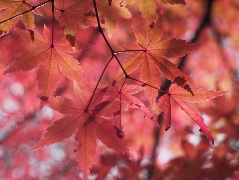 autumn, 4K, yellow, day, star resort, natural condition, show through, vein, nature, branch, focus on foreground, leaf, aomoriya, plant part, fall, vulnerability