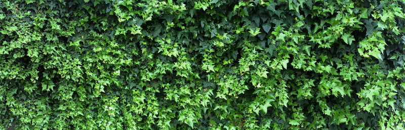 nature, no people, land, yokosuka, full frame, tranquility, the vine, plant, ivy, freshness, growth, foliage, grass, fresh green, wall, leaf, beauty in nature