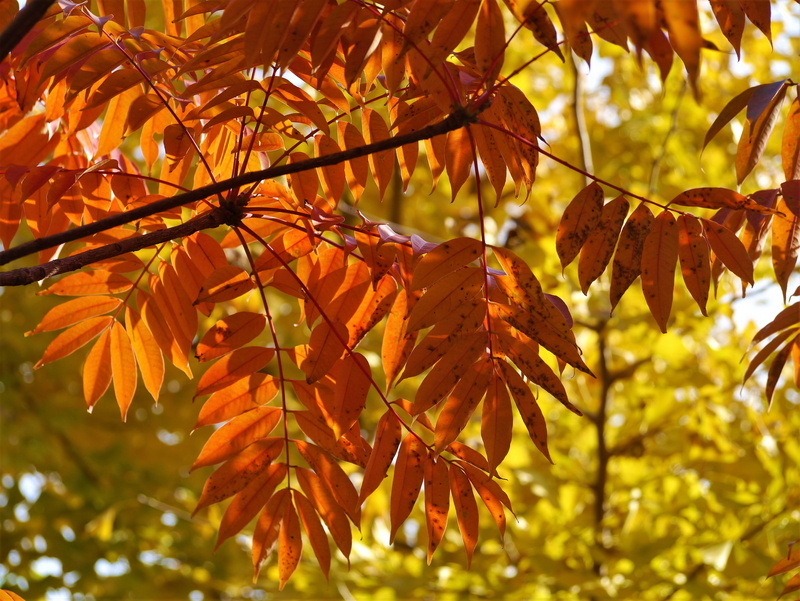 day, nature, yellow leaves, growth, otsu, late autumn, maple tree, branch, maple leaf, plant part, gingko tree, beauty in nature, tree, change, natural condition