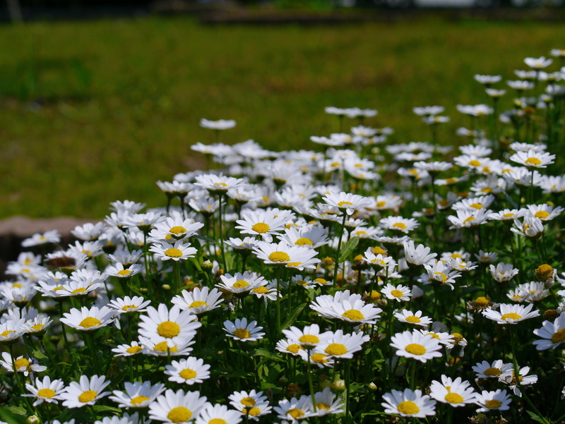 flower bed, petal, growth, abundance, pollen, flower, Daisy, day, yokosuka, flower head, fragility, springtime, many, otsu park, meek, inflorescence, cute