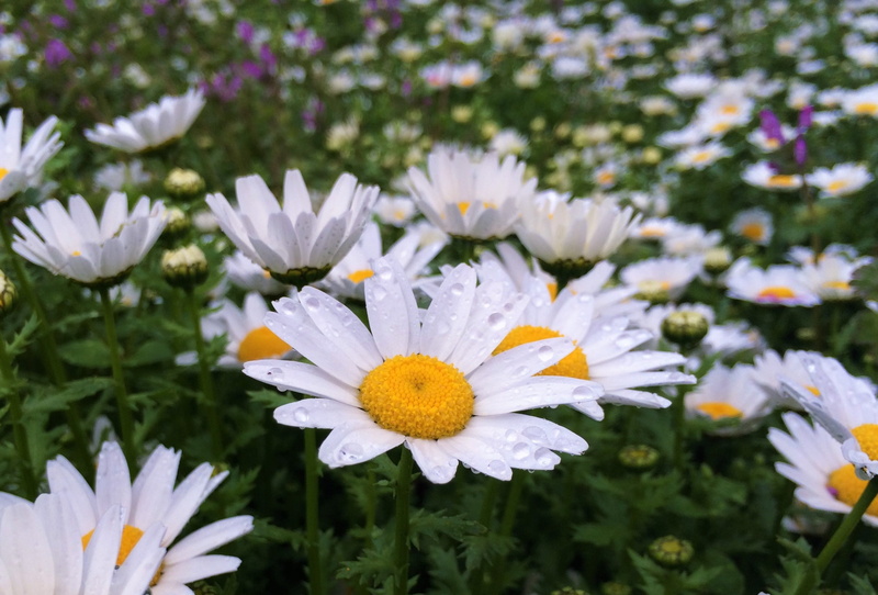 cute, flowerbed, vulnerability, yellow, flowers, aroma, female, plant, chrysanthemum, partly cloudy, pretty, daisy, focus on foreground, flowering, pollen